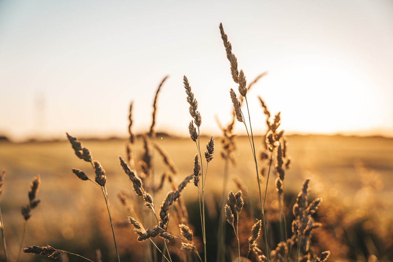 Agriculture : mauvaises nouvelles pour la production mondiale de blé