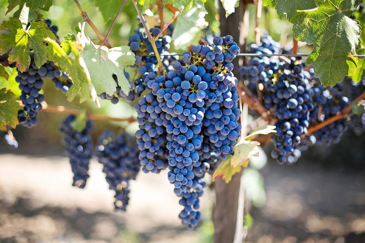 Des vendanges catastrophiques en France en 2024 ?