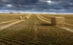 Production de blé : 2024 sera une année compliquée