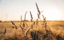 Agriculture : mauvaises nouvelles pour la production mondiale de blé