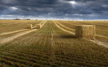 Production de blé : 2024 sera une année compliquée