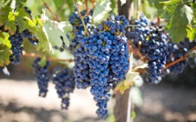 Des vendanges catastrophiques en France en 2024 ?